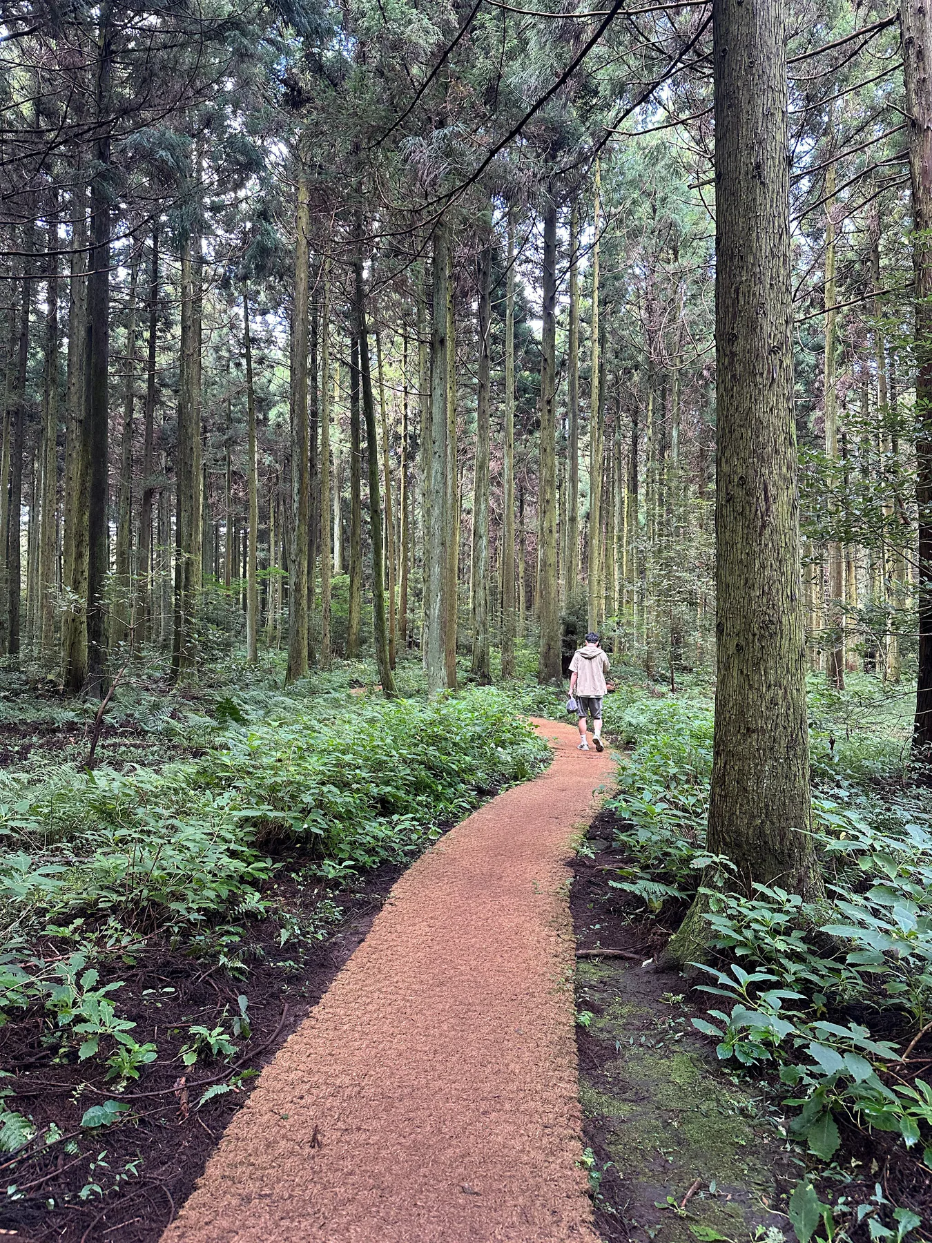 杉の木の間に続く赤土の小道